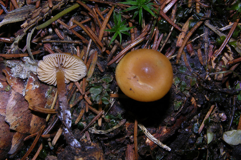 Galerina da determinare n�24.